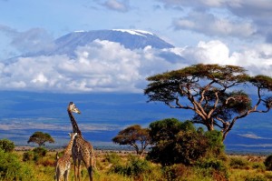 жирафы на фоне горы Килиманджаро